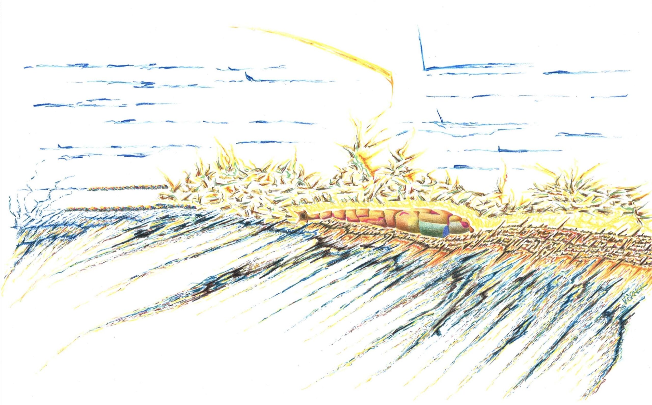 Steingarnele